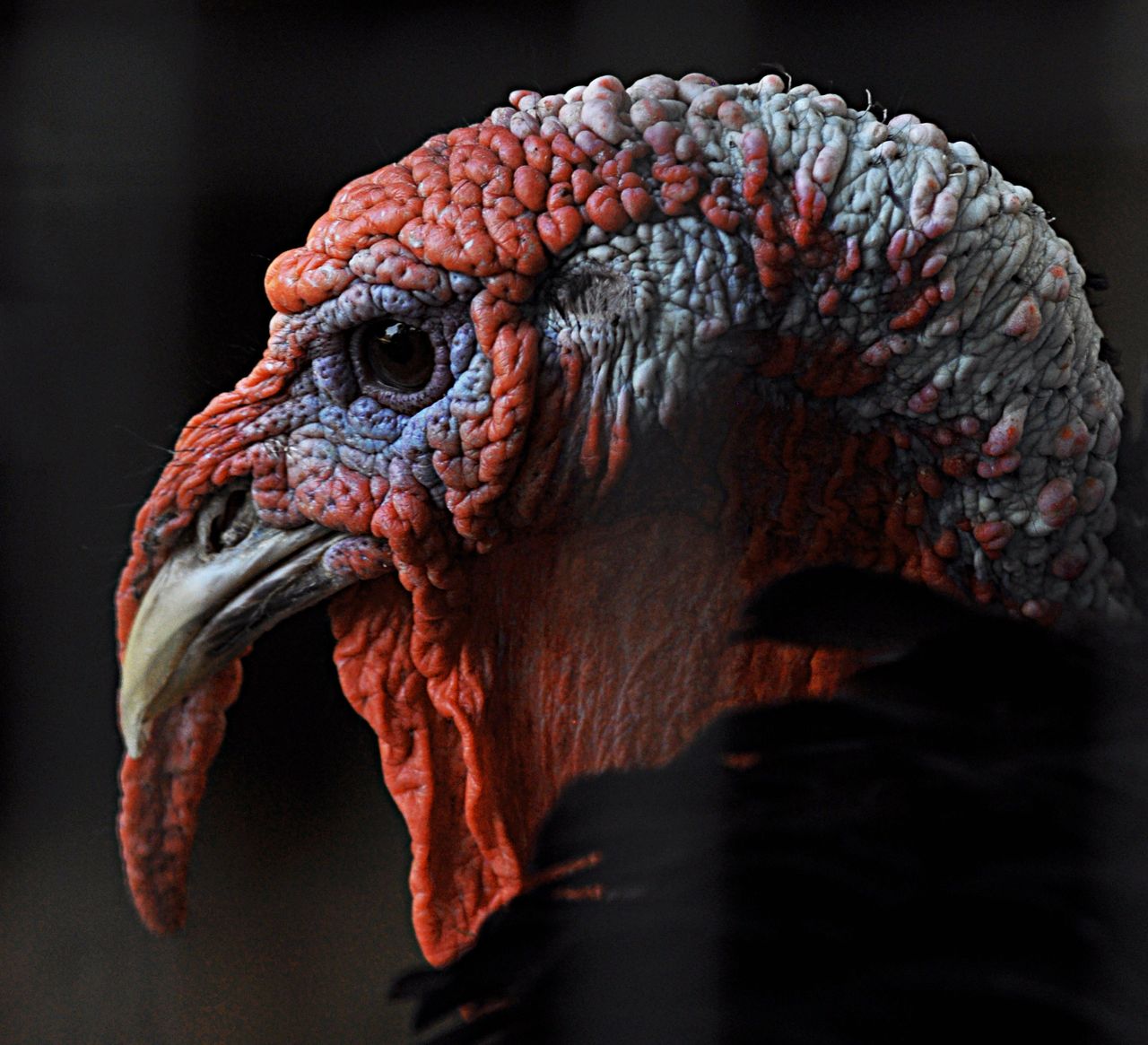 Detailed profile of a wild turkey's head against a dark background.