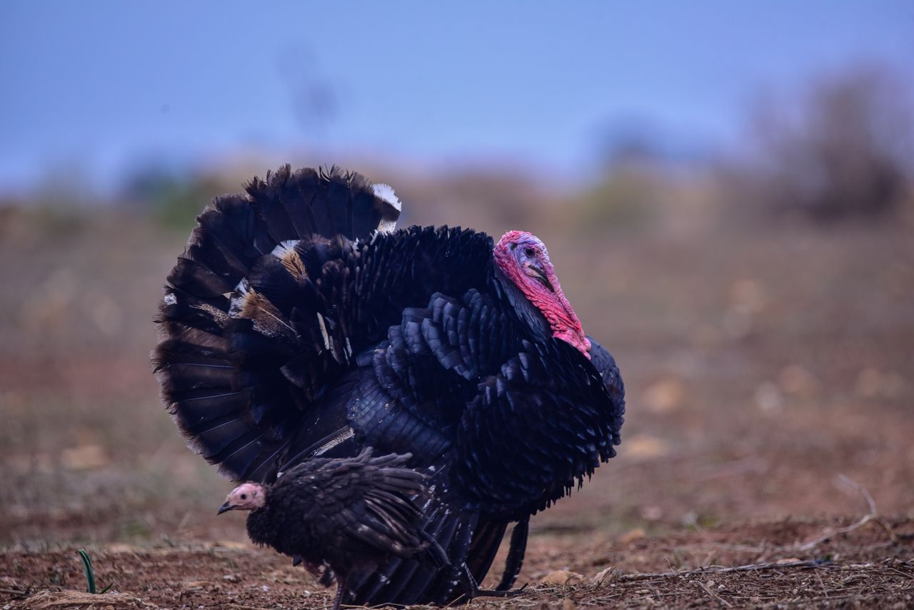 A wild turkey struts in a natural setting, showcasing its vibrant plumage.