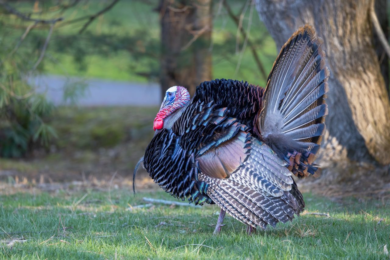A wild turkey displaying its full plumage outdoors in Southborough, Massachusetts.
