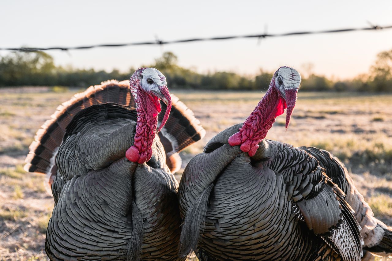 Turkey cocks standing on rough terrain in countryside under sunset in summer day